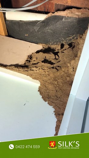Check out the size of these termite nests in this home in Coorparoo, Brisbane! 🤯 If you see any evidence of termite mudding in YOUR Home - contact us ASAP for an Inspection & Treatment! 📞 0422 4SILKY (0422 474 559) #termitesbrisbane #termiteinfestation #termites #renovations #homerenovations #termitedamage #termiteattack #brisbanerealestate #coorparoo | Silk's Pest Control - 0422 474 559