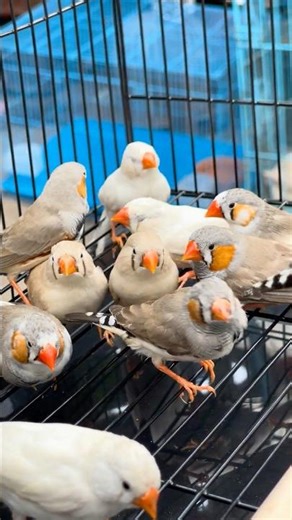 How to breed zebra finches