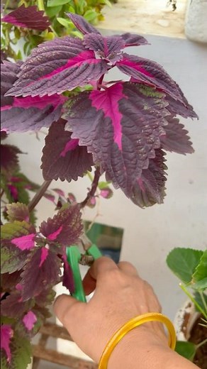🌱How To Pruning And Propagation Coleus Plant From Cutting👍|