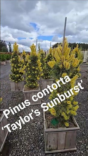 Pinus contorta ‘Taylor’s Sunburst’ #gardening #pinetree #conifer #landscaping #landscapearchitecture