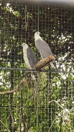 Fun animal encounters at Yoki’s Farm! 🐦 🦓 Feed animals like zebra, tortoises, koi, rabbit and more when you visit! It’s an experience you won’t forget! Video from @cideym_ _________________ VISIT YOKI'S FARM TODAY! 📍 003 Tabulan Rd. Palocpoc 1, Mendez, Cavite (Waze: Yoki’s Farm) 📅 Open Daily 7AM-4PM 📱 For inquiries send us a DM or contact 09999949603 / 09665960146 / 09176383040 #YokisFarm #YokiFarm #SouthsHiddenTreasure #Travel #Tour #Zoo #PettingZoo #OrganicFarm #Hydroponics #Animals #Cavi