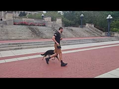Documenting FamilyProtectionDog Training ‪@ProtectionDogSales‬ "Bolt" 17 Mo's GSD Off Sight Training