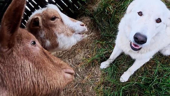 The logistical failures of modern homesteading revealed