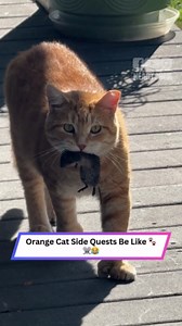 Polydactyl stray cat brings mouse as thank-you for shelter