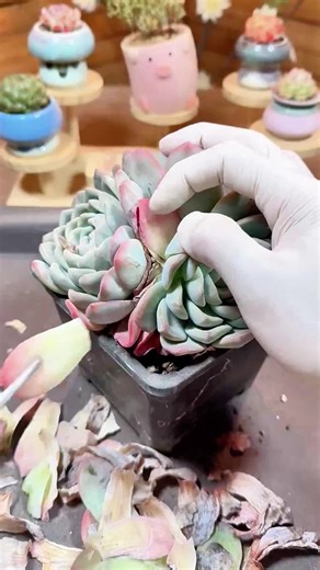 Satisfying ASMR Sounds for Plant Care