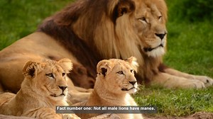 10 Surprising Facts About Lion Manes