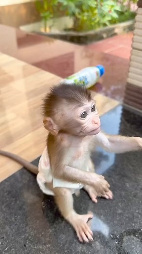 #MonkeyBabyLove #CuteMonkeyBabies #AdorablePrimates #MonkeyMama #NewMonkeyAddition #MonkeyBabyJoy #MonkeyFamilyFun #MonkeyBabyCuteness #MonkeyBabyHappiness #MonkeyBabyAdventures | Monkey Baby