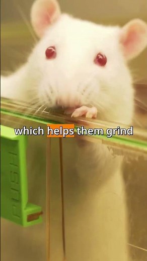 Inside a real rat laboratory #science #rats #lablife