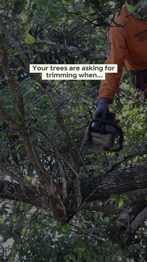 Trees have a way of asking for attention… just not out loud 🌳😅 Catching the signs early saves you a lot of “I should’ve done this sooner” moments. Call us anytime: 📞 (561) 373-8764 #TreeTrimming #TreeCare #HomeSafety #StormPrep #ExteriorCare #PropertyMaintenance #JupiterFL | Paul Stetson Tree Trimming & Pressure Cleaning