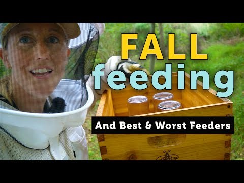 EVERYTHING ABOUT FEEDING BEES IN THE FALL - 2:1 vs 1:1 Syrup • My Fav Feeders & How to Use Them