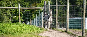Trowbridge Creek Zoo - Otter Tail Lakes Country Association