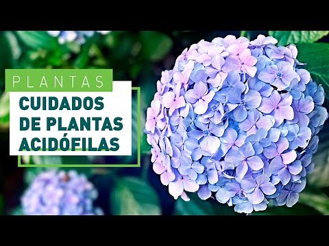 Plantas acidófilas: cuáles son y cómo cuidarlas | Verdecora