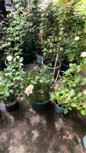 月季海洋之歌、海洋之心，海洋之谜，暴风漩涡🌹而是个同色系的 比对视频，话说这个海洋之歌🌹你是认真的吗？怎么这个样子！还没有我的紫色迷雾好看 ！看来我真的要把你丢掉了！#记录我的种植生活 #喜欢养花交流养花绝招 #养花人的乐趣养花人才懂