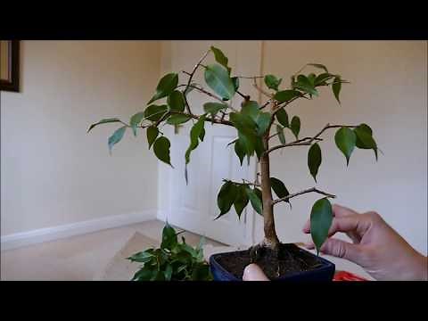 Hard pruning My Ficus Benjamina Bonsai