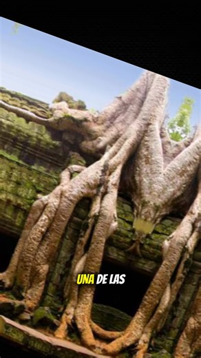 #curiosidades #cultura #trend #historias #sabíasque #historia | Julio Mondragón