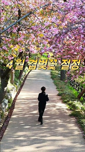 Daegu Double Cherry Blossom Spots You'll Regret Missing, Now at Peak #RecommendedDomesticTravelDe...