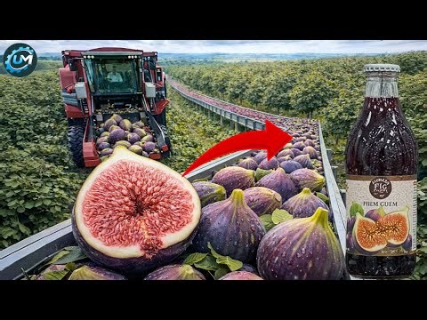 The Process Of Harvesting Figs And Processing Them Into Premium Fig Juice!
