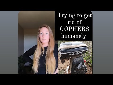 Battle with gophers | trying the Gopher Heaven machine