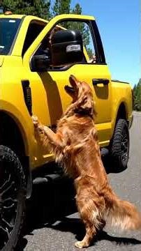 A Loyal Dog Figuring Out How to Ask for Help. 🌼 #dog #AnimalRescue #rescuedog #rescue