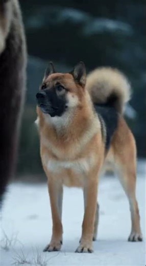 🐻🐶 Grizzly Bear Saves Dog from Attacking Wolf in Shocking Wild Rescue! #wildlife #rescue