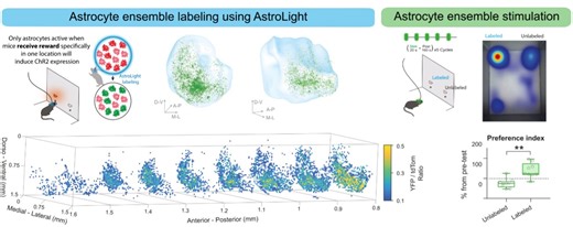 The overlooked astrocyte: Star-shaped brain cells may form specialized networks for reward learning