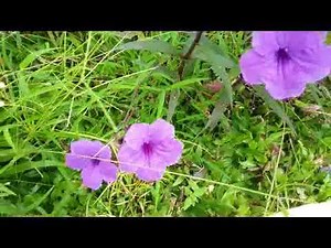 Mexican petunia - Purple and pink Flower - Ruellia brittoniana 'Purple Showers'