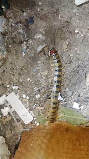 This Centipede’s Movement Is Terrifying 😱 | Real Close-Up