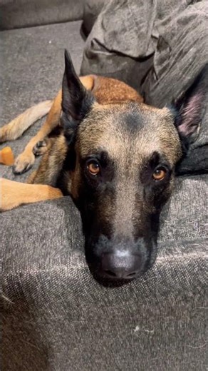 Day 34 of posting til we get accepted to WV Ascend program! Pls Sub! #dog #dogs #dogshorts #doglife