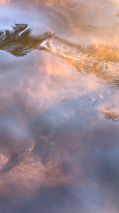 57K views · 885 reactions | Checking the crab traps and look who we stumbled upon! A “water puppy”.  #florida #alligator | Devin Blaine Baranek | Facebook