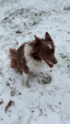 maple the border on Instagram: "maples FAV time of year"