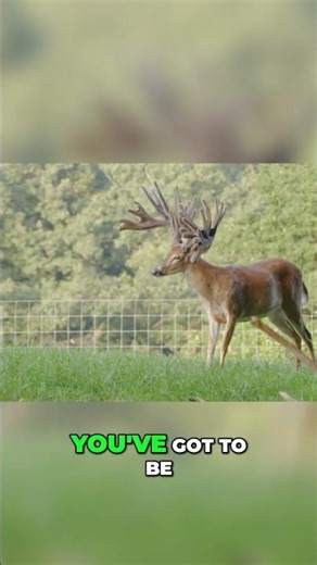 Meet Slugger: The Best 2-Year-Old Deer Genetics! #shorts