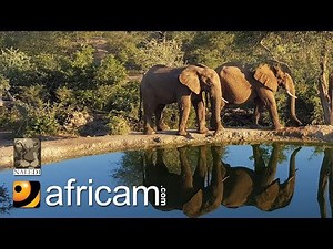 Africam - Rosie's Pan Live Wildlife Channel
