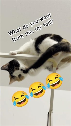 😂 Funny Funny Cat Video OMG 😂 #shorts #catmemes #funnycats
