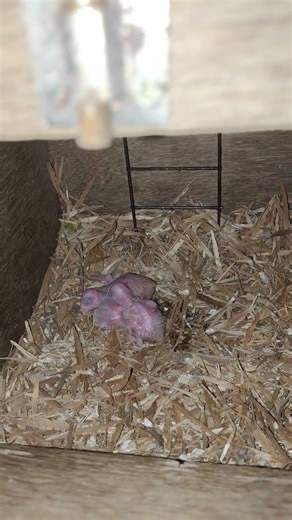 The baby conures got bigger 🐣 | Nest Update