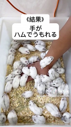 ハムスターの面白い日常！