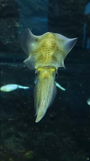 Squid Secrets: The Ocean’s Smart, Speedy Hunters 🦑 | Fascinating Squid Facts #Shorts