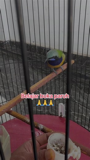 Belajar Teknik Membuka Paruh pada Cucak Cungkok