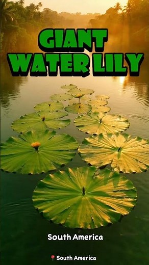 "Giant Water Lily - Amazing Water Plants for Kids | How Strong Are Lily Pads? 🌊 Educational Video"