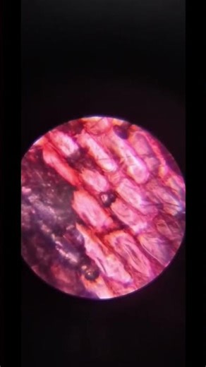 Onion Skin Under A Microscope