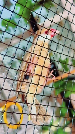 Fawn Java Birds Sparrow 🦜🕊️ #shorts #youtubeshorts #fawnjava #javasparrow #birds