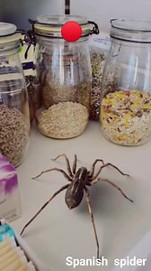 Spanish spider | Art empire
