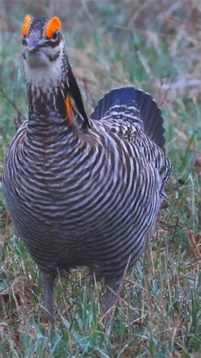 Greater Prairie-Chicken 😮😍|#Cute #exploreshorts #birds #chicken