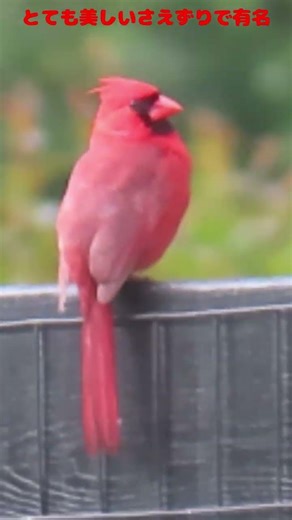 アメリカの人気者_ショウジョウコウカンチョウ（カージナル）_Northern Cardinal