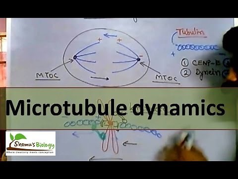 Microtubule polymerization, trade milling and function