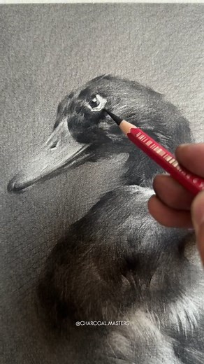 Charcoal drawing by artist Fu Laosi’er (Douyin) — a beautifully staged still life featuring a duck figure rendered with remarkable tonal depth and precision. The artist captures subtle textures, soft gradients, and dramatic lighting that brings the entire setup to life. Artist: Fu Laosi’er (Douyin) #charcoaldrawing #stilllifeart #realismart #charcoalart #drawingprocess fineart tonalstudy artinspiration | Charcoal Masters