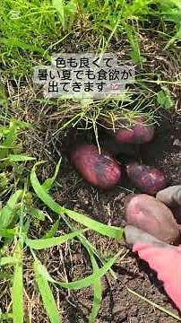 グランドペチカの収穫 #じゃがいも#無肥料無農薬 #自然農法#家庭菜園