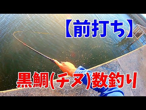 【前打ち】での黒鯛(チヌ)の釣り方 チヌが群れるポイント【数釣り】【10月のチヌ】秋チヌ