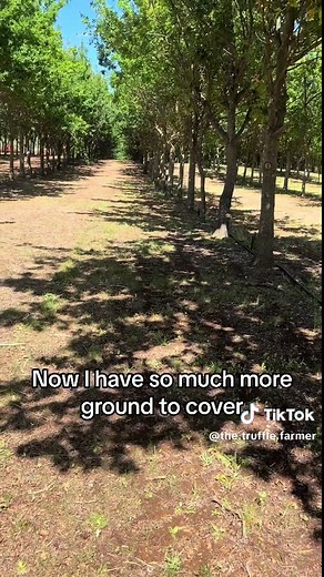 Watch all 3 dogs find truffles in real time while i try to tell you about where we need to hunt for them 🤩👏🏻 #trufflehunting #trufflefarming #thetrufflefarmer #thetrufflefarm #thetrufflefarmtasmania #tasmaniantruffles #truffles #freshtruffle #tasmania #truffledogs #dogsoftiktok #truffledog #doglovers