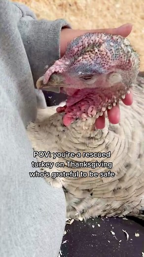 Rescued Turkey Affection: Choose Kindness this Thanksgiving