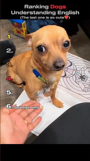 Ranking Dogs Understanding English 🦮 (You Won't Believe ẞ
